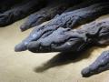 Crocodile Mummie Museum (2)