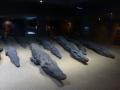 Crocodile Mummie Museum (3)