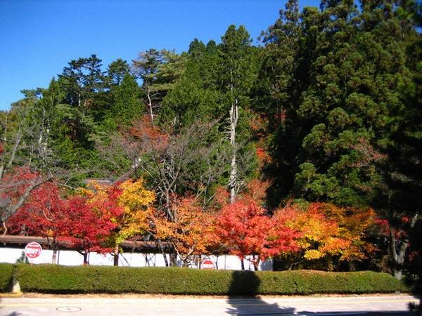 Autumn in Koyosan