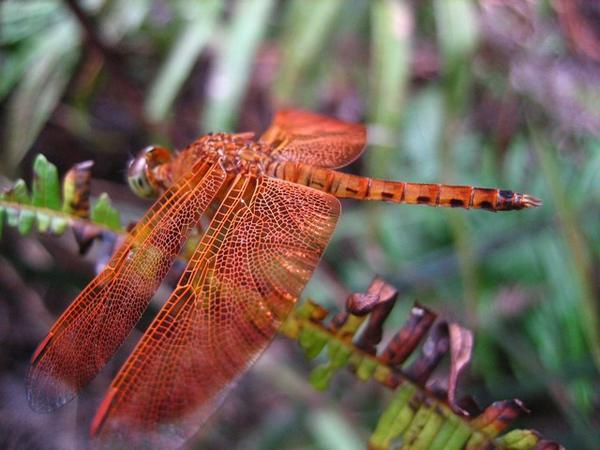 Bad-Ass Dragonfly