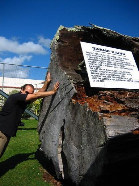 Big-Ass Chunk of Kauri Tree
