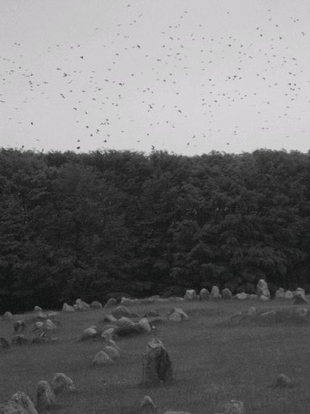 Crows at Lindholm Hoje