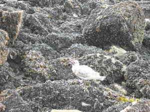 Seagull with Starfish in Mouth