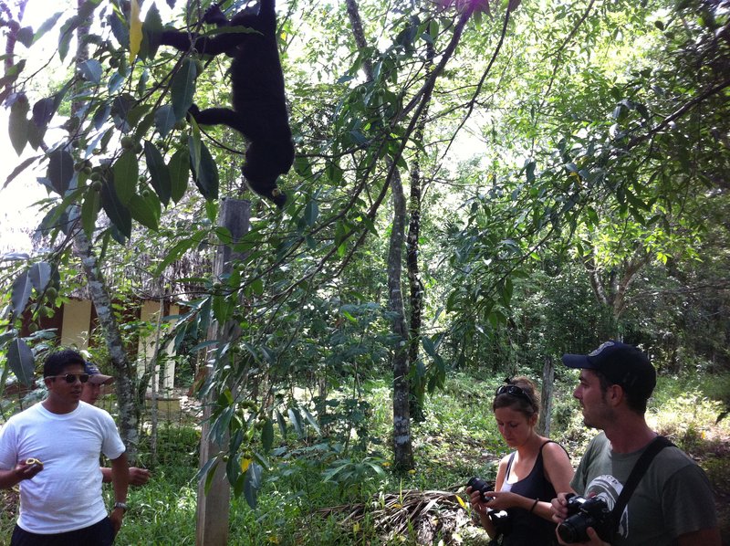 Changos :) monkeys in the jungle :)