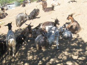 Giulio's goats
