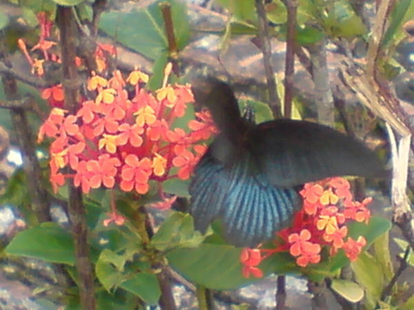 Butterfly!!