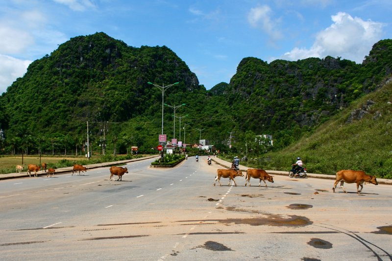 Cattle Crossing at Park Entrance