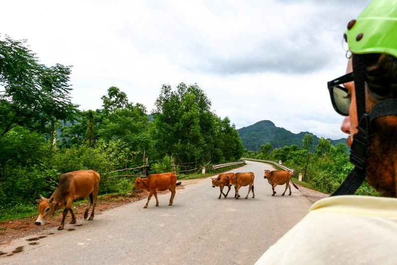 Cattle Crossing