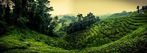BOH Tea Plantation