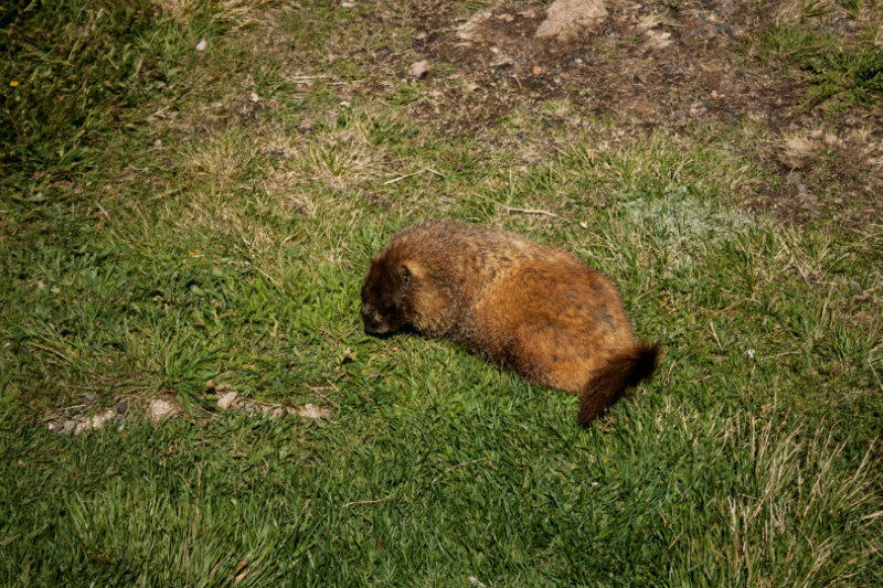 A Local Marmot