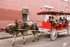New Orleans Horse & Cart