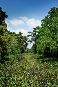 Airboat tour through New Orleans Swamp