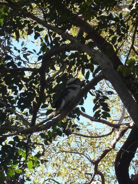 Kookaburra we spotted on our coastal walk in Manly