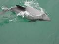 Hector Dolphin, Akaroa