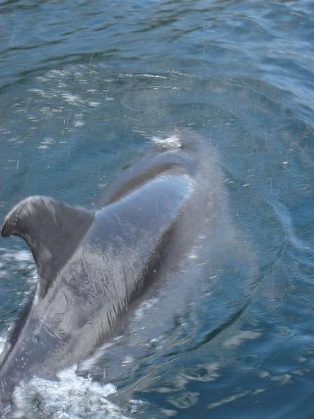 Bottlenosed Dolphin, Milford Sound