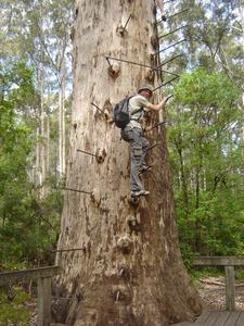Dave climbing the Gloucester Tree