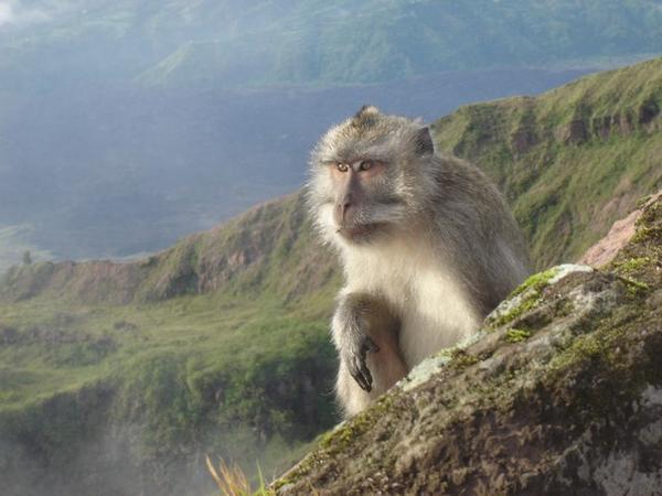 Monkey on Mount Batur