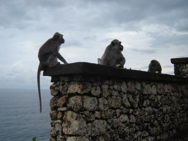 Monkey, Ulu Watu Temple