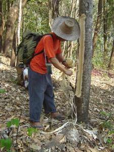 Guide Noom cutting a tree for rope