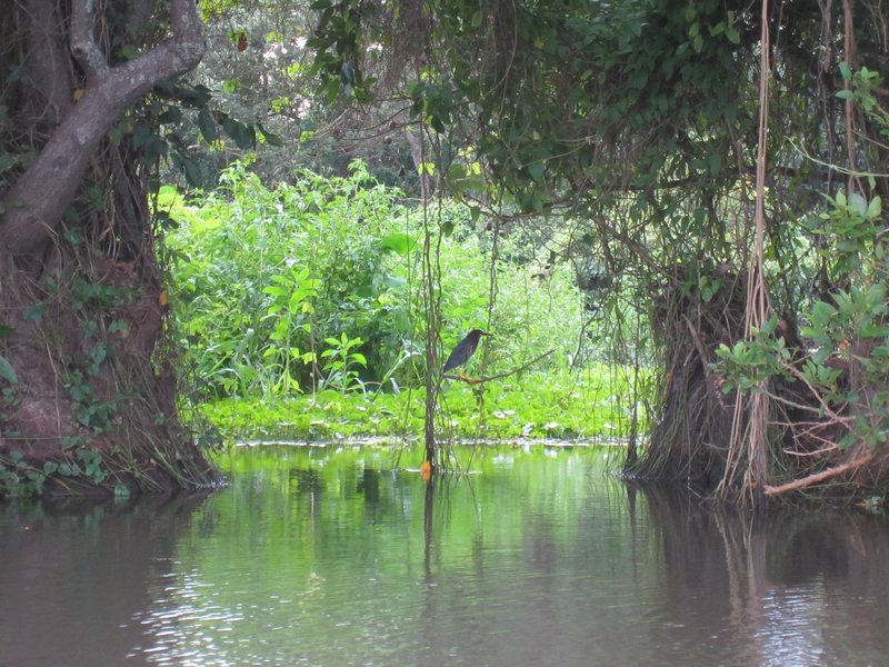 swamp 