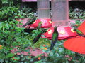 humming birds outside the zip lining office