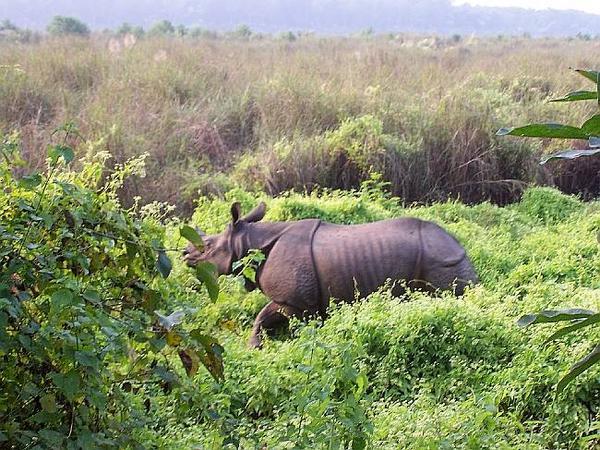 chitwan - rhino
