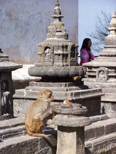kathmandu - monkey