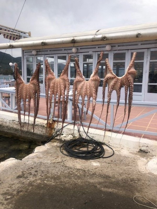 The Octopus drying for lunch