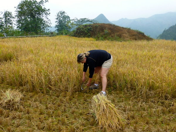 Cutting Rice