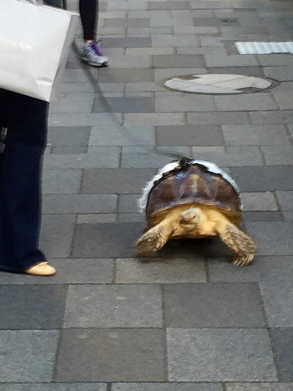 Tortoise being taken for a walk!!!!!!