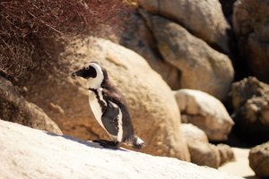 Boulders Beach Penguins 