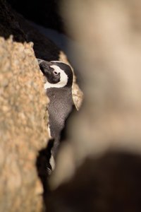 Boulders Beach Penguins 