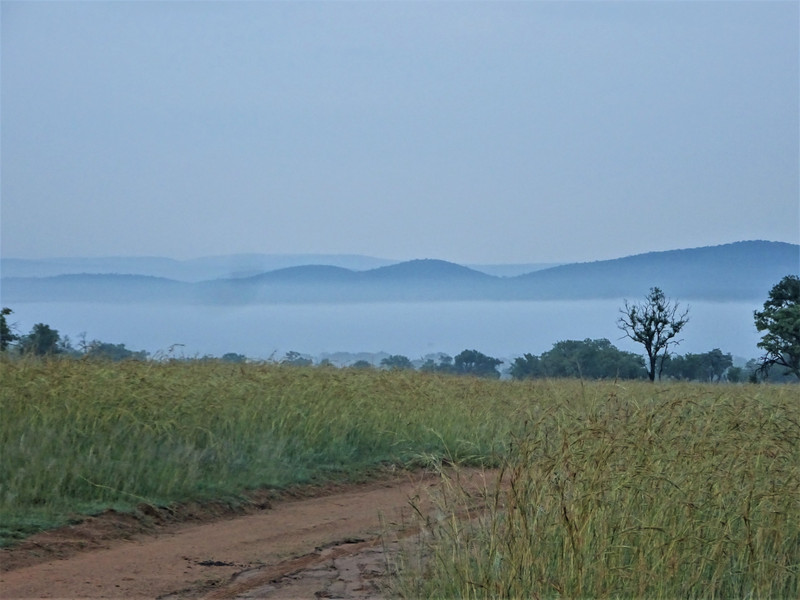 The foggy safari