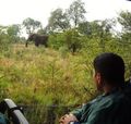 Spotting the elephant