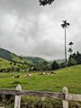 Cows of Valle Cocora