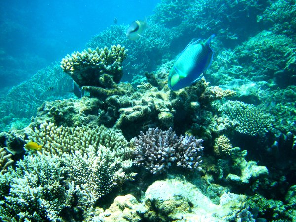 Im proud of this picture I took of the Great Barrier Reef