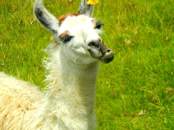 Llama with a Funny Face