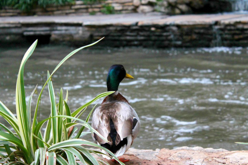 Duck chillaxing at the River Walk