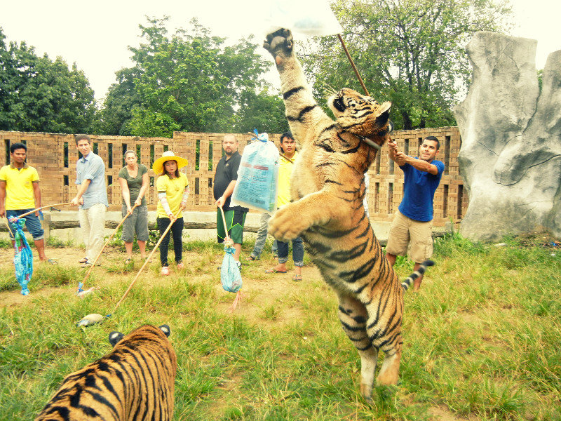 Victor playing with the tigers