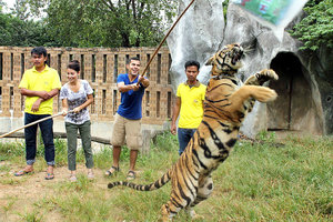 Playing with the tigers, as you can see, not drugged!