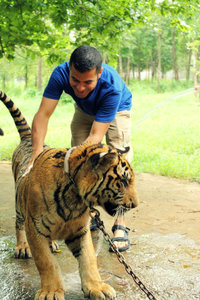 Tiger Temple bath time