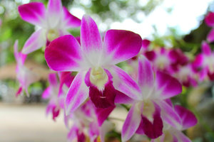 Thailand flowers