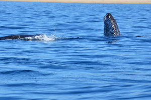 Whale Watch Cabo