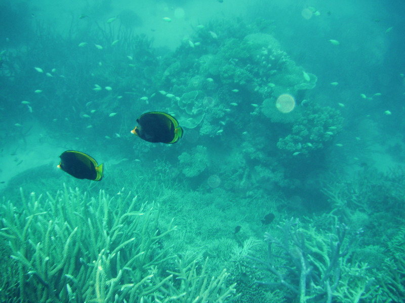 See marine life in its natural habitat, go snorkeling & diving instead