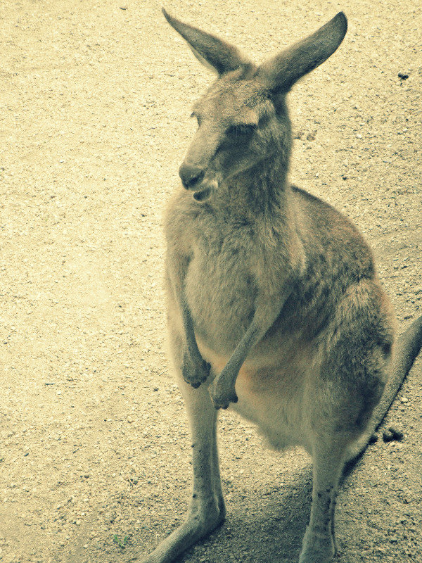 Cute little Kangaroo at the rain forest conservatory