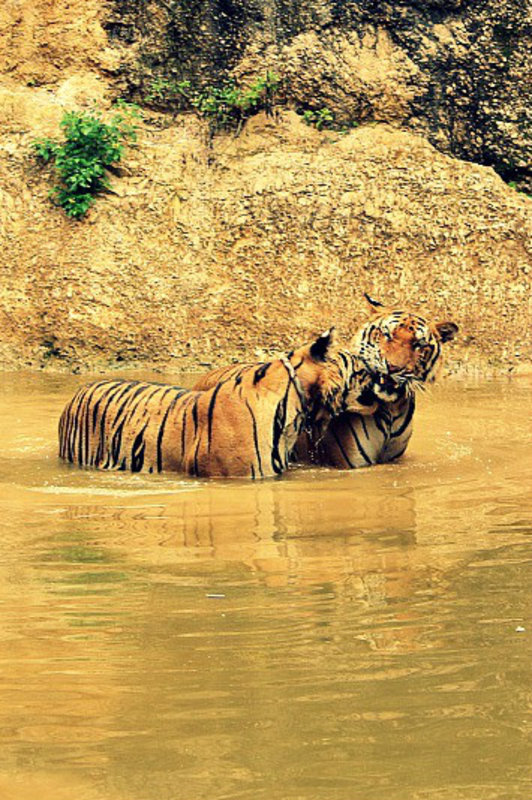 Tigers playing in Thailand