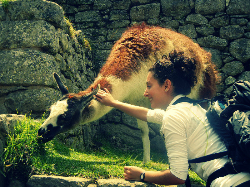 One of many beautiful free roaming llamas at the Machu Pichu ruins