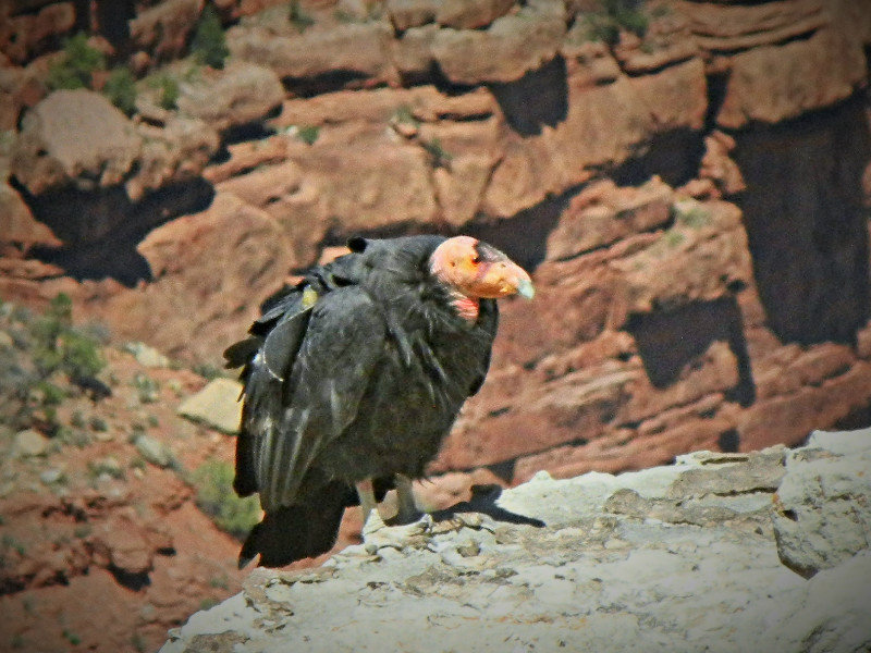 Condor at the Grand Canyon