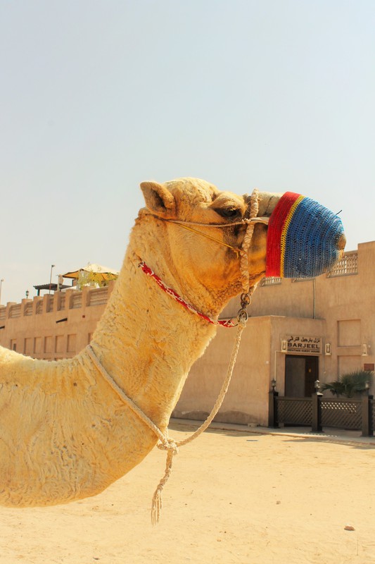 Beautiful Camel