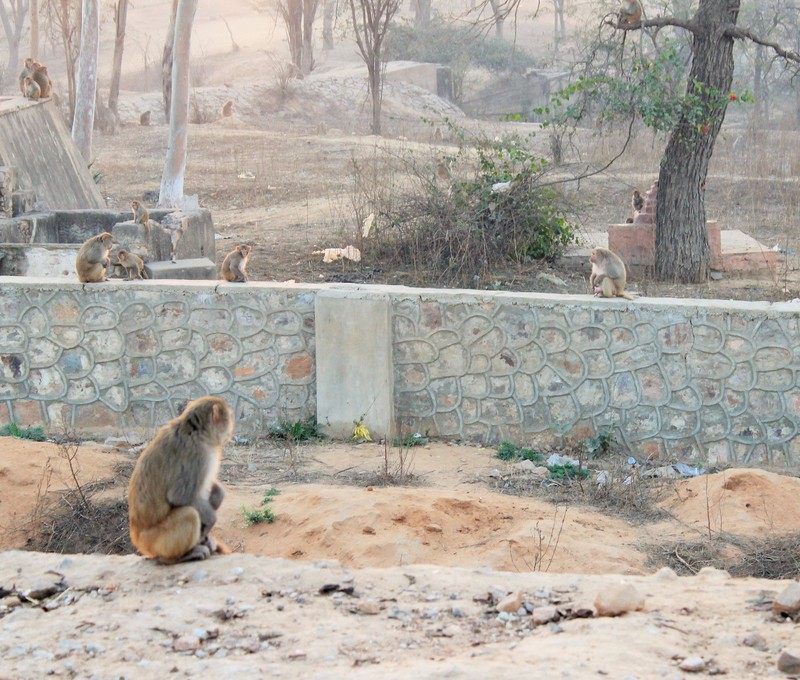Jaipur Monkeys
